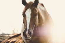 Rustic Horse Image Of Mare Looking At Camera During Summer Sunrise.