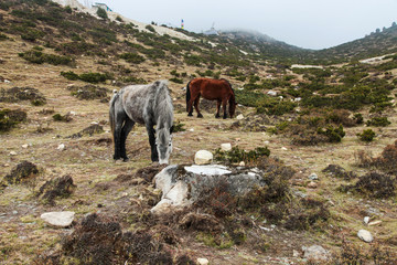 Two brown horses grazing on country road