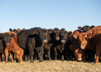 Wall Mural - Herd of young cows