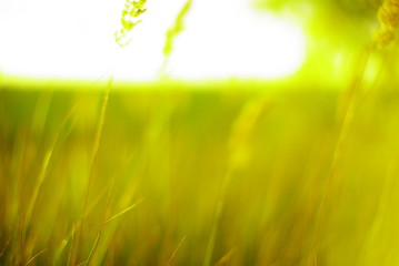 meadow spikelets on a blurred background of a wheat field and the bright summer sun
