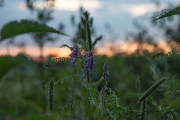 Wall Mural - wild flowers in the field