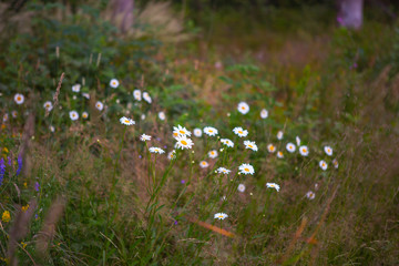 Wall Mural - wild flowers in the field