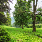 Fototapeta Krajobraz - Beautiful summer landscape with trees and green grass