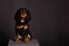 Adorable Cavalier King Charles Spaniel Dog Poses For Portraits In A Studio. Pet Photography With A Dark Gray Background.