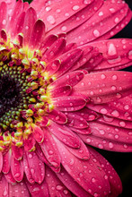 Pink Flower Close Up Water Droplets