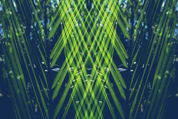 abstract green leaves texture  background