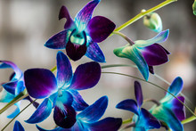 Purple Orchid 5