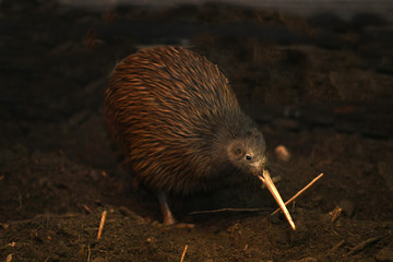 north island brown kiwi, apteryx mantelli
