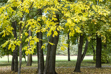 beech tree with yellow and green leaves in autumnal park