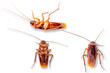 Many cockroaches on the white background.