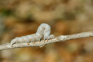 Canvas Print - Image of brown caterpillar butterfly on the branches on a natural background. Insect. Animal.