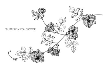 Wall Mural - butterfly pea flower drawing illustration with line art on white backgrounds.