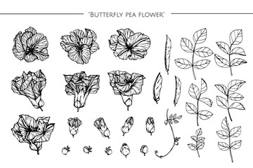 Wall Mural - butterfly pea flower drawing illustration with line art on white backgrounds.