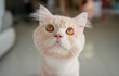 © magneticmcc - Close up of cute orange cat face