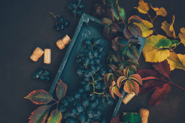 Wall Mural - Ripe blue grape bunch with leaves. Grape harvest Italy. Vintage box and corks on dark background with copy space. Toned image.