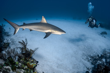 Wall Mural - Beautiful Caribbean Reef Sharks on the prowl for a meal in the crystal clear waters of the Turks and Caicos Islands.