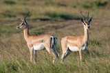 Fototapeta Sawanna - impala in Masai Mara national park Kenya africa