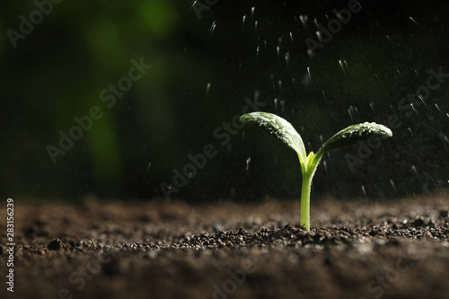 Pinturas sobre lienzo  Sprinkling water on green seedling in soil, closeup