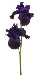 Wall Mural - iris flower isolated