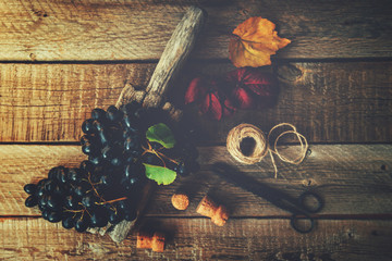 Wall Mural - Grapes harvest. Vintage wooden board with freshly harvested black grapes in autumn harvest. Ripe grapes in fall. Selective focus. Top view. Copy space.