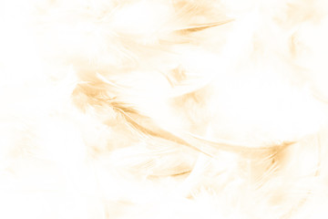 Wall Mural - Beautiful abstract texture close up color white gold brown and yellow feathers background and wallpaper