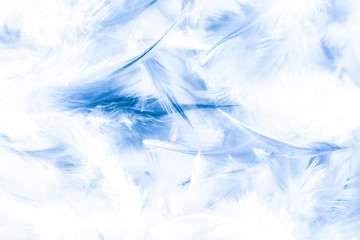Naklejka na meble Beautiful abstract texture close up color white purple and blue feathers background and wallpaper