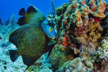 Wall Mural - Beautiful French Angelfish searching for food on a coral reef in the Caribbean, Providenciales, Turks and Caicos Islands. Angelfish are often seen swimming in pairs like this lovely couple.