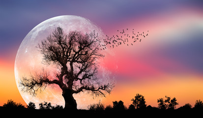 Poster - Silhouette of birds with lone tree in the background big full moon at amazing sunset 