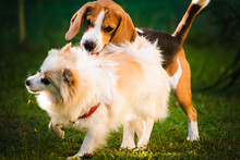 Beagle Dog With White Pomeranian Spitz Playing On A Green Grass
