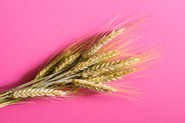 Ears of corn on a red background. Bread and cereals