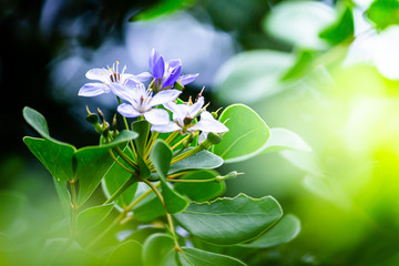 Lignum vitae. (Guaiacum officinale L.), morning sunlight Flowers in the garden Bee honey in flowers., morning sunlight Flowers in the garden Bee honey in flowers.