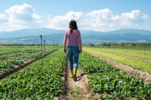 Woman With Green Boots Walking On Spinach Field.