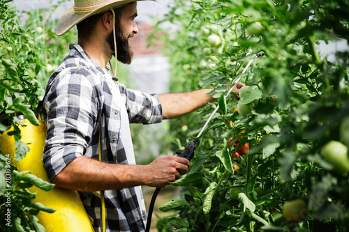 Fotomural Spaying vegetables with water or plant protection products such as pesticides ag
