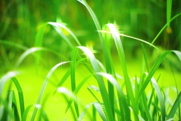 green grass with dew drops