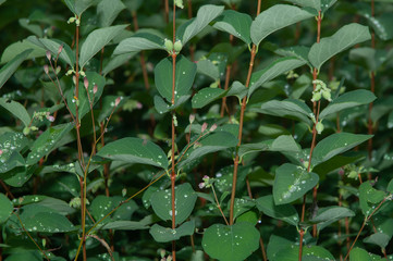 rain drops on leaves of a snowberry shrub