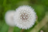 Fototapeta Dmuchawce - Fluffly white blowball of dandelion flower on a wild field.