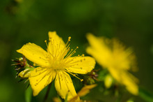 Alternative Medicine Herbal Medical Plant. Perforate St John's-wort Flower (Hypericum Perforatum) In Close Up View With Shallow Depth Of Field And Bokeh Effect.