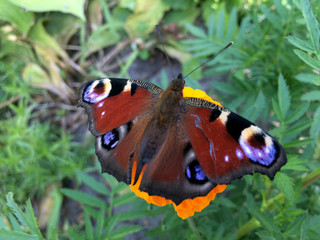 European peacock butterfly sits on a marigold flower