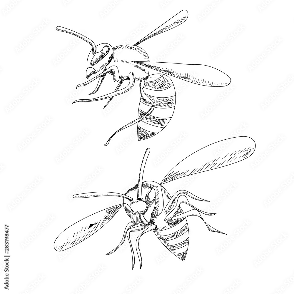 insect, sketch with wasp lines, bee flies Stock Vector | Adobe Stock