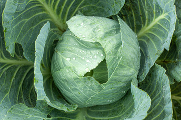 Wall Mural - Green cabbage with open leaves in the garden, top view.