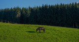 Fototapeta Konie - Black horse, standing in high grass in sunset light, yellow and green background. Horse grazing in a summer field.