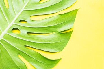 Monstera plant leaves on yellow background.