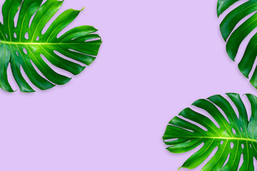 Wall Mural - monstera leaves isolated on purple color background