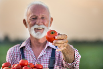 Farmer holding crate with tomato