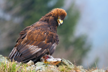 Canvas Print - The golden eagle (Aquila chrysaetos) sitting on the rock. Big eagle with fox.