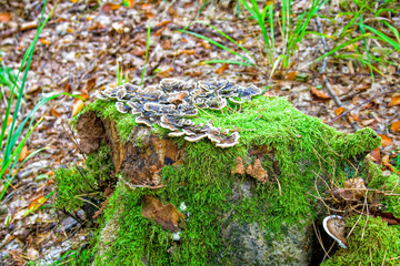 Green moss and mushrooms on the stump