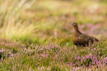 Red Grouse in natural moorland habitat with blooming purple heather and grasses.  Horizontal. Space for copy.