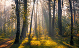 Fototapeta Las - A beautiful forest, flooded with sunlight. A pleasant morning walk among tall trees. Sunbeams play in the branches of pines.