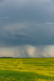 Fototapeta Tęcza - Canola fields in Saskatchewan as summer storms go by. 