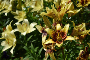  Blooming yellow lilies under the sun rays on the flower bed in the garden
